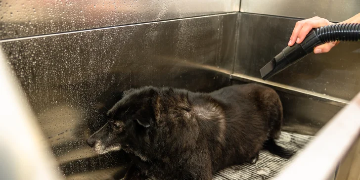 Strihanie, kúpanie či česanie pre psíka v salóne Yellow Dog