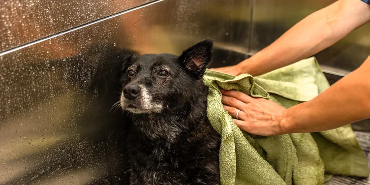 Strihanie, kúpanie či česanie pre psíka v salóne Yellow Dog