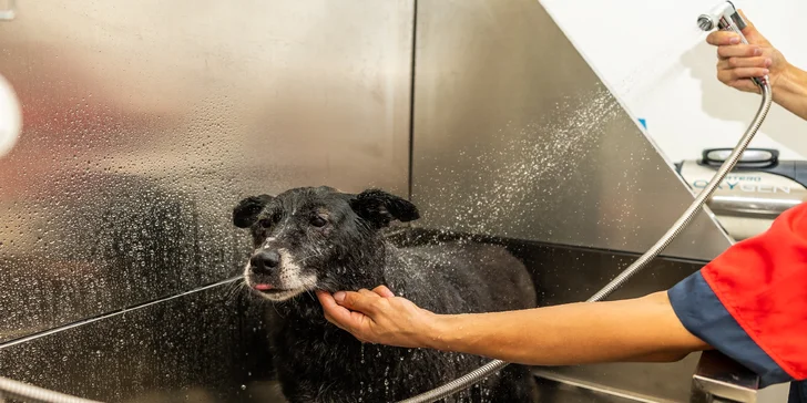 Strihanie, kúpanie či česanie pre psíka v salóne Yellow Dog