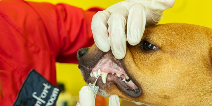 Dentálna hygiena pre psíka pomocou ultrazvukového čističa