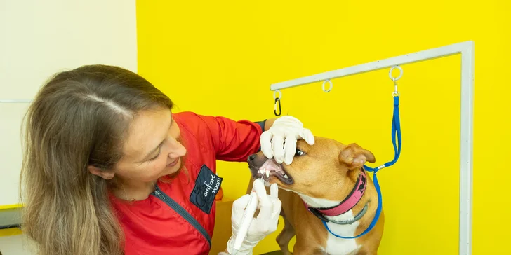 Dentálna hygiena pre psíka pomocou ultrazvukového čističa