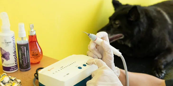 Dentálna hygiena pre psíka pomocou ultrazvukového čističa