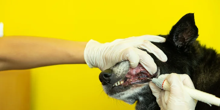 Dentálna hygiena pre psíka pomocou ultrazvukového čističa