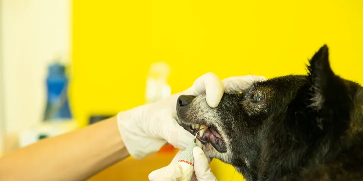 Dentálna hygiena pre psíka pomocou ultrazvukového čističa