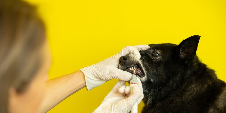Dentálna hygiena pre psíka pomocou ultrazvukového čističa