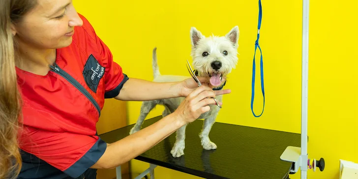 Strihanie, kúpanie či česanie pre psíka v salóne Yellow Dog