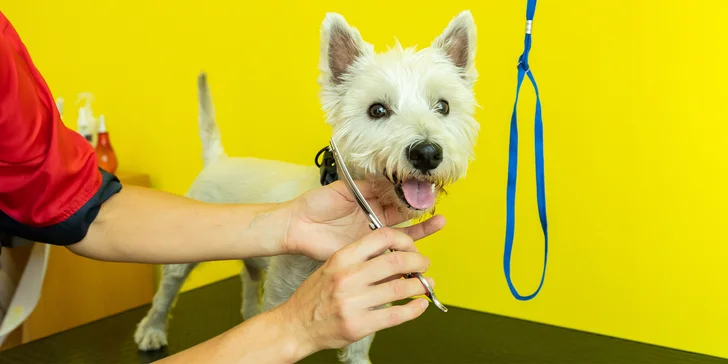 Strihanie, kúpanie či česanie pre psíka v salóne Yellow Dog