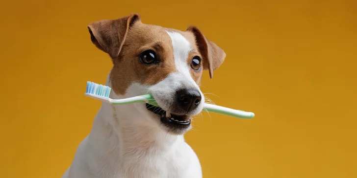 Dentálna hygiena pre psíka pomocou ultrazvukového čističa