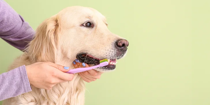 Dentálna hygiena pre psíka pomocou ultrazvukového čističa