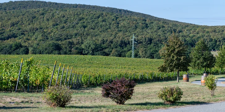 Someliérom riadená degustácia 10 vín s prehliadkou vinohradov s večerou pre 2 osoby či sadou produktov