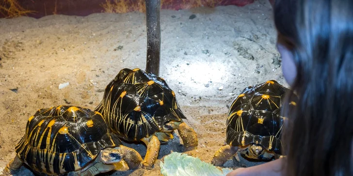 VIP prehliadka suchozemských korytnačiek v KROKODÝLÍ ZOO v Prahe pre 1 či 2 osoby