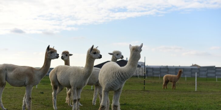 Vstup na Alpaca Farmu: Užite si prechádzku s alpakami aj ich kŕmenie