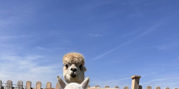 Vstup na Alpaca Farmu: Užite si prechádzku s alpakami aj ich kŕmenie