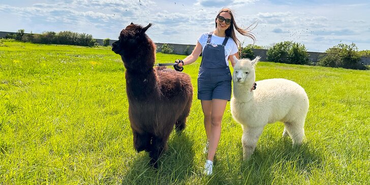 Vstup na Alpaca Farmu: Užite si prechádzku s alpakami aj ich kŕmenie