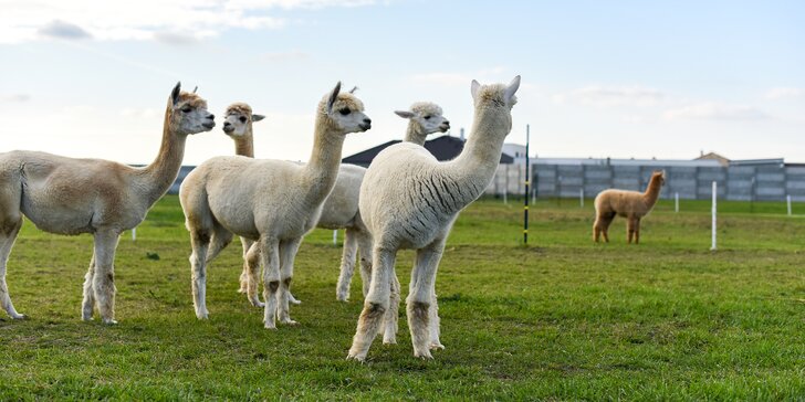 Vstup na Alpaca Farmu: Užite si prechádzku s alpakami aj ich kŕmenie