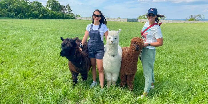 Vstup na Alpaca Farmu: Užite si prechádzku s alpakami aj ich kŕmenie