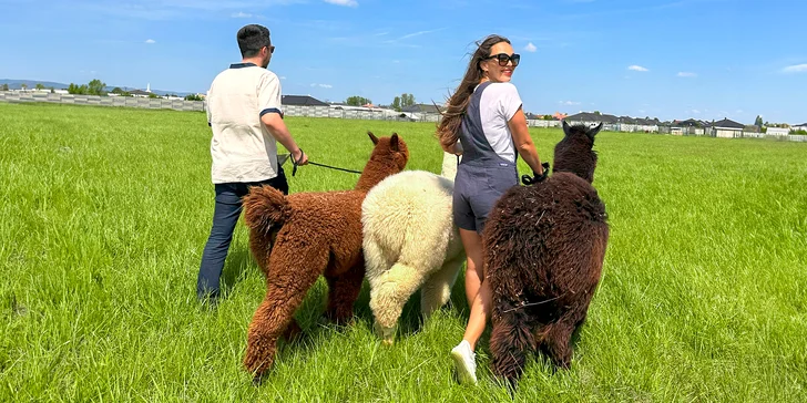 Vstup na Alpaca Farmu: Užite si prechádzku s alpakami aj ich kŕmenie