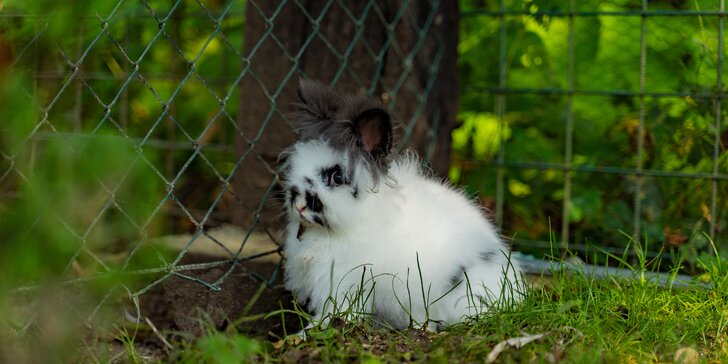 Pobyt na farme so zvieratkami: relax vo wellness aj raňajky