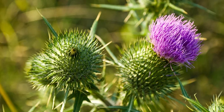 BIO granulovaný plod Pestreca mariánskeho