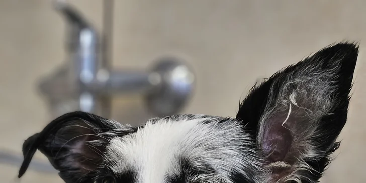 Dentálna hygiena bez narkózy alebo príjemné SPA pre vášho psíka