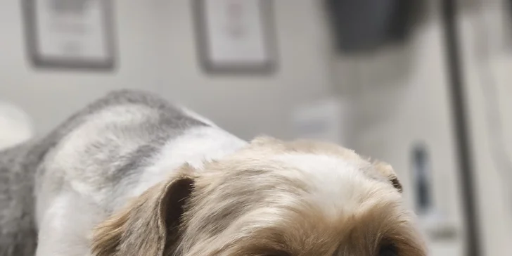 Dentálna hygiena bez narkózy alebo príjemné SPA pre vášho psíka