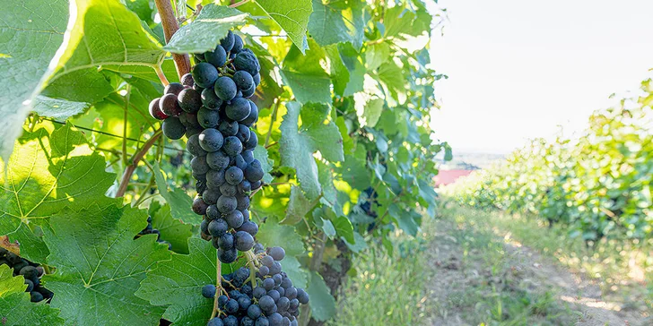 Zážitkový večer vo vinohrade s degustáciou príp. večerou a víťaznou kolekciou vín