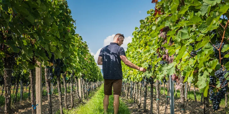 Degustácia vín z rodinného pezinského vinárstva Skovajsa
