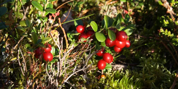 Za polárnou žiarou a krásami Botnického zálivu: prenájom domčeka pre 2-11 osôb, zapožičanie bicyklov, loďky, kajakov, český majiteľ