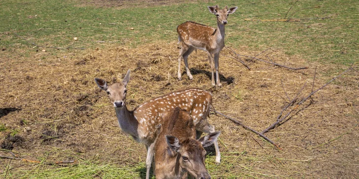 Oddych pri Moravskom krase: raňajky alebo polpenzia, sauna a biotop