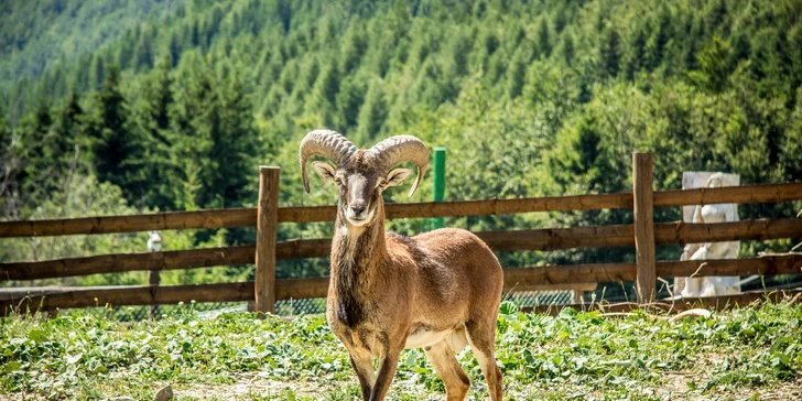 Exkluzívna dovolenka v Malej Fatre: pobyt v komfortných apartmánoch alebo na chate Alpina