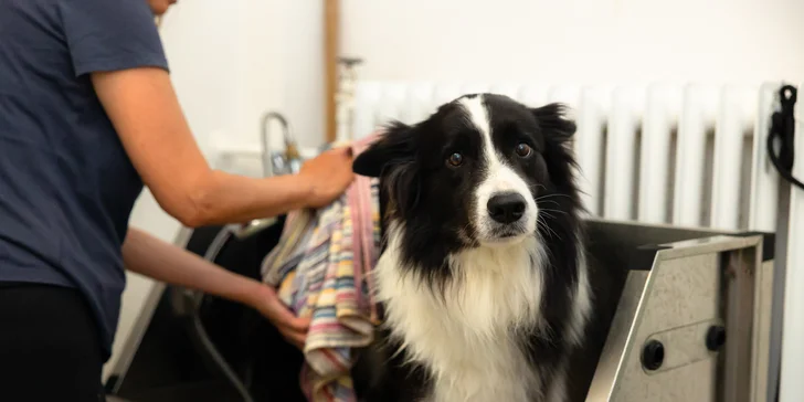 Strihanie alebo kompletná hygienická starostlivosť pre psíkov