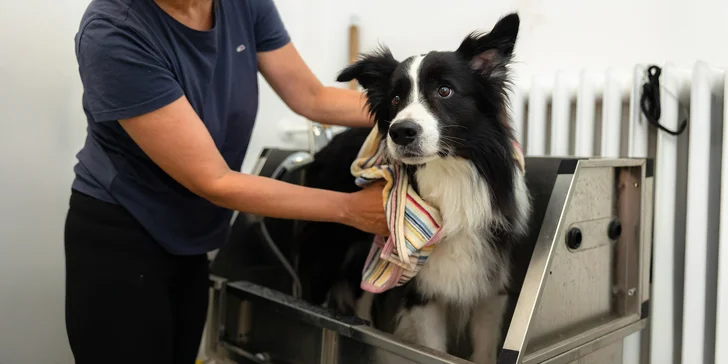 Strihanie alebo kompletná hygienická starostlivosť pre psíkov