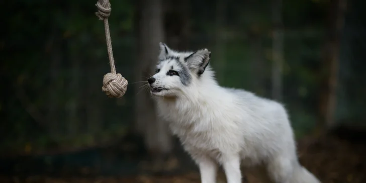 Rodinný rezort s výhľadom na Gerlach: Zverofarma, megaihrisko aj animácie