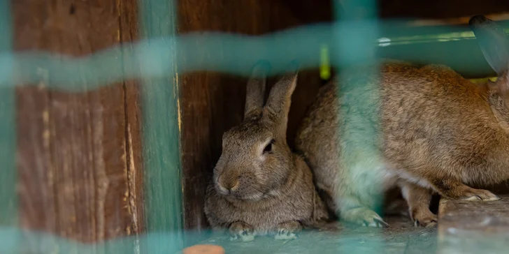 Vstupenky do Sokoliarne a mini zoo Devín pre malých aj veľkých a workshop Dotkni sa dravcov