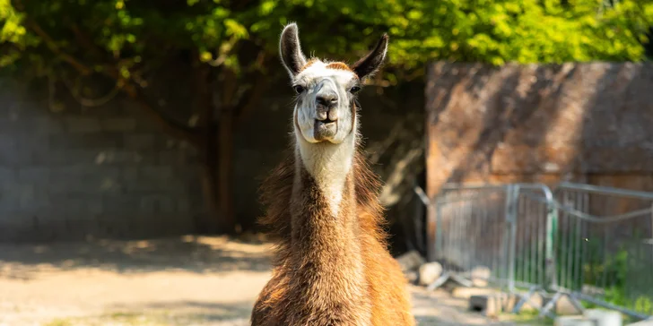 Vstupenky do Sokoliarne a mini zoo Devín pre malých aj veľkých a workshop Dotkni sa dravcov