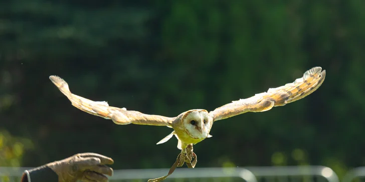 Vstupenky do Sokoliarne a mini zoo Devín pre malých aj veľkých a workshop Dotkni sa dravcov