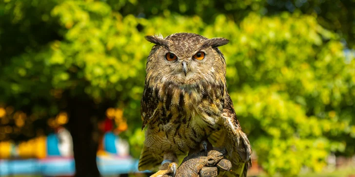 Vstupenky do Sokoliarne a mini zoo Devín pre malých aj veľkých a workshop Dotkni sa dravcov