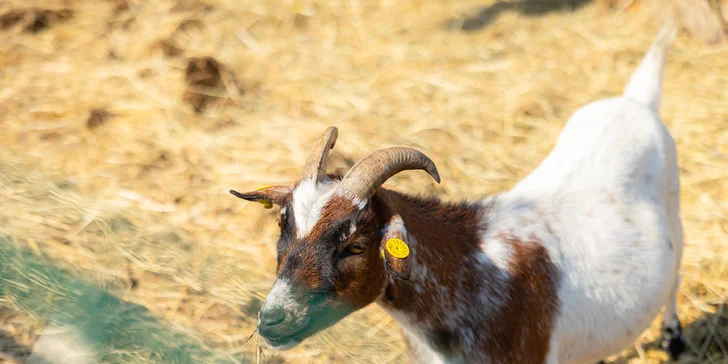 Vstupenky do Sokoliarne a mini zoo Devín pre malých aj veľkých a workshop Dotkni sa dravcov