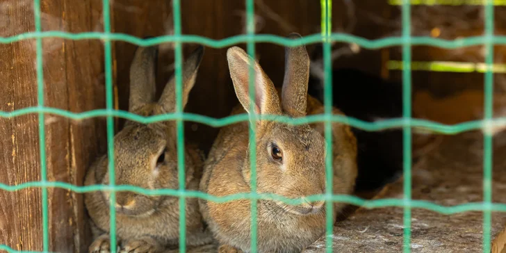 Vstupenky do Sokoliarne a mini zoo Devín pre malých aj veľkých a workshop Dotkni sa dravcov