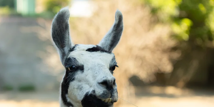 Vstupenky do Sokoliarne a mini zoo Devín pre malých aj veľkých a workshop Dotkni sa dravcov