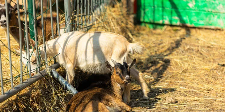 Vstupenky do Sokoliarne a mini zoo Devín pre malých aj veľkých a workshop Dotkni sa dravcov