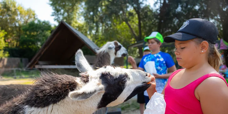 Vstupenky do Sokoliarne a mini zoo Devín pre malých aj veľkých a workshop Dotkni sa dravcov
