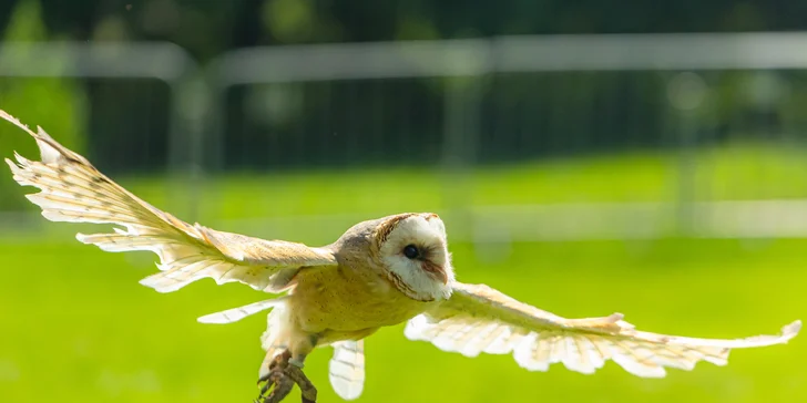 Vstupenky do Sokoliarne a mini zoo Devín pre malých aj veľkých a workshop Dotkni sa dravcov