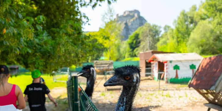 Vstupenky do Sokoliarne a mini zoo Devín pre malých aj veľkých a workshop Dotkni sa dravcov