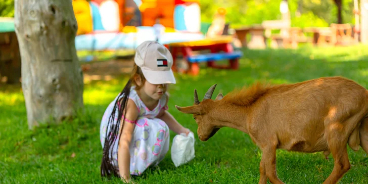 Vstupenky do Sokoliarne a mini zoo Devín pre malých aj veľkých a workshop Dotkni sa dravcov