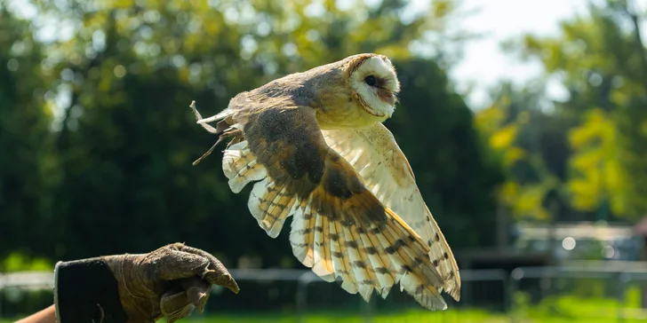 Vstupenky do Sokoliarne a mini zoo Devín pre malých aj veľkých a workshop Dotkni sa dravcov