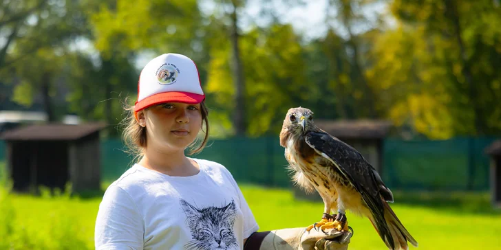 Vstupenky do Sokoliarne a mini zoo Devín pre malých aj veľkých a workshop Dotkni sa dravcov
