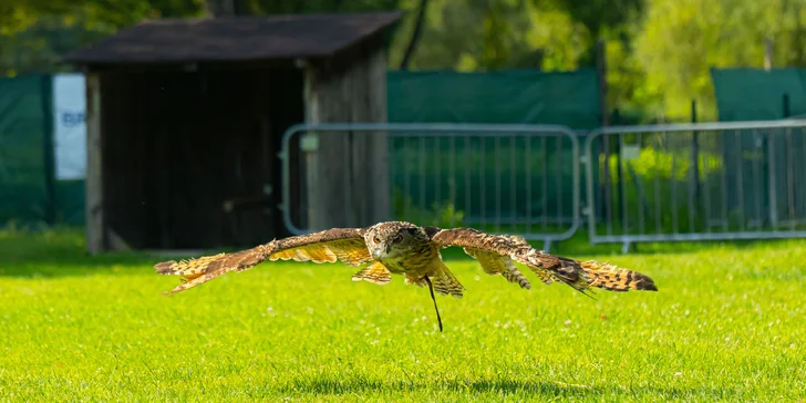 Vstupenky do Sokoliarne a mini zoo Devín pre malých aj veľkých a workshop Dotkni sa dravcov