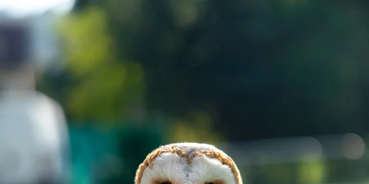 Vstupenky do Sokoliarne a mini zoo Devín pre malých aj veľkých a workshop Dotkni sa dravcov