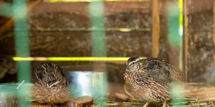 Vstupenky do Sokoliarne a mini zoo Devín pre malých aj veľkých a workshop Dotkni sa dravcov